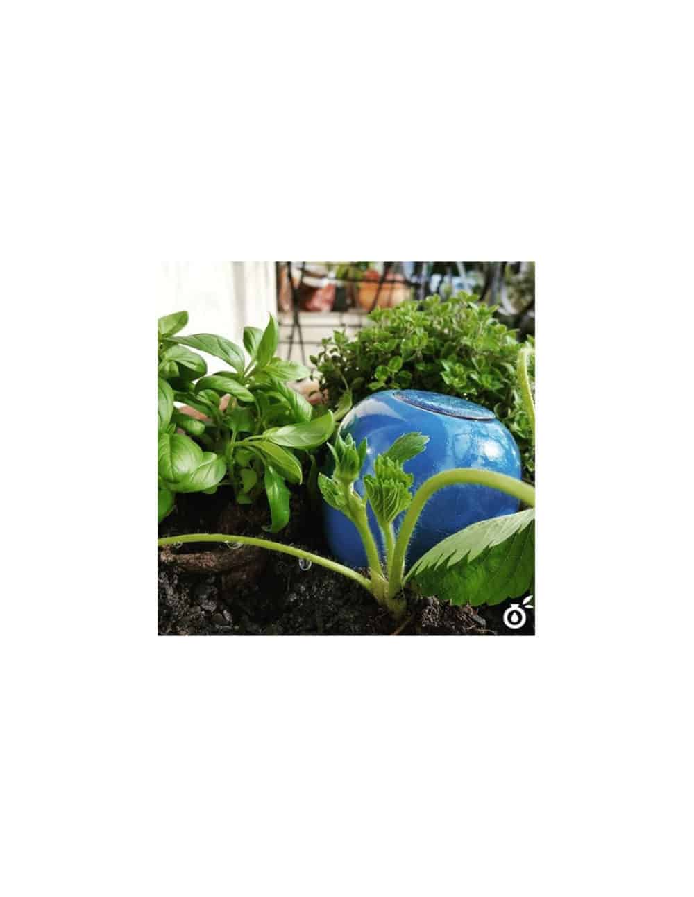 Oyas® à planter S - Bleu – Image 2