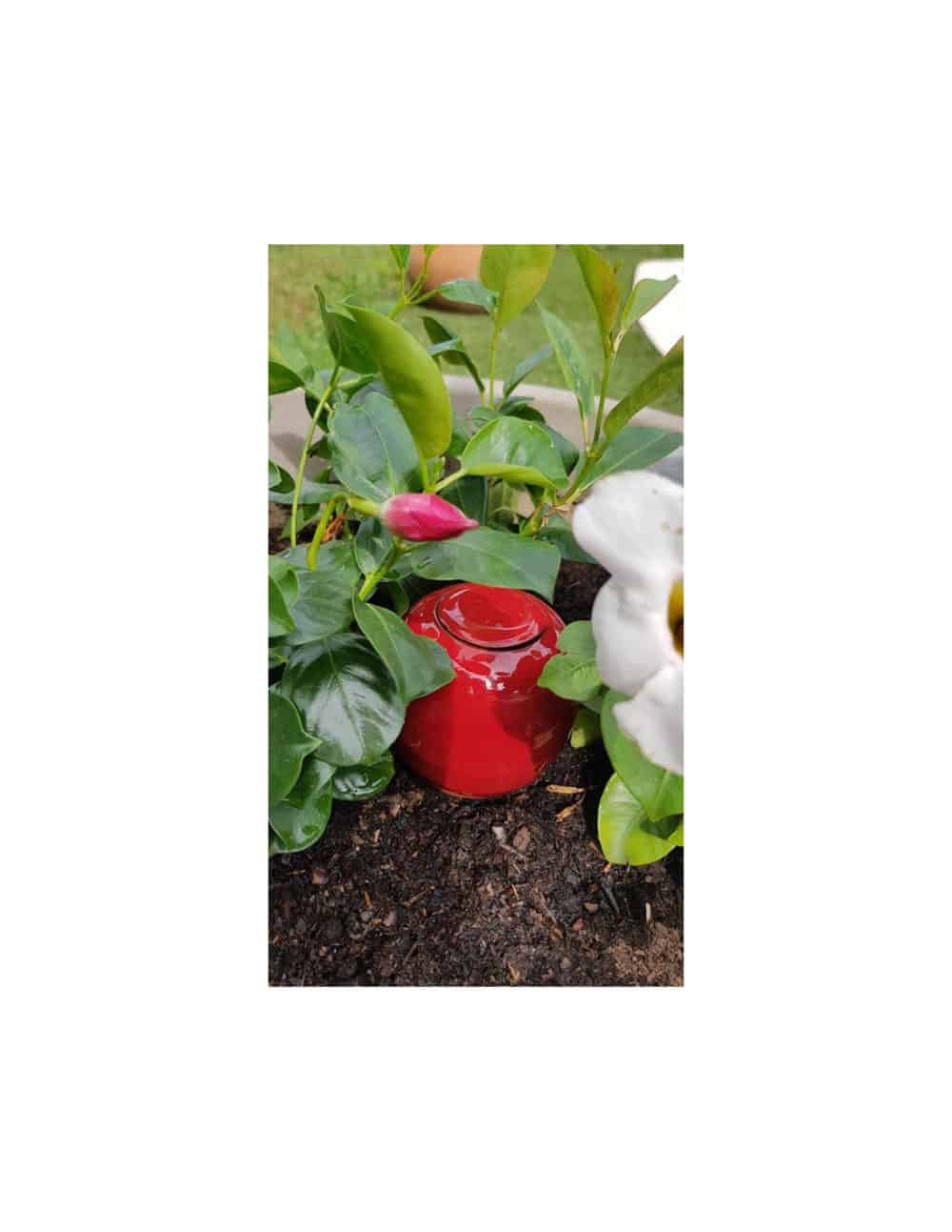 Oyas® à planter S - Rouge – Image 2