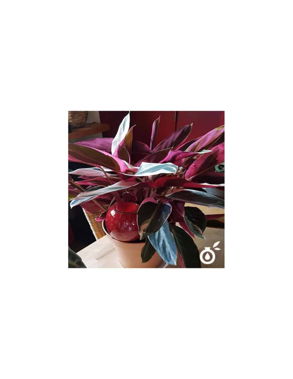 Oyas® à planter S - Sanguine – Image 2