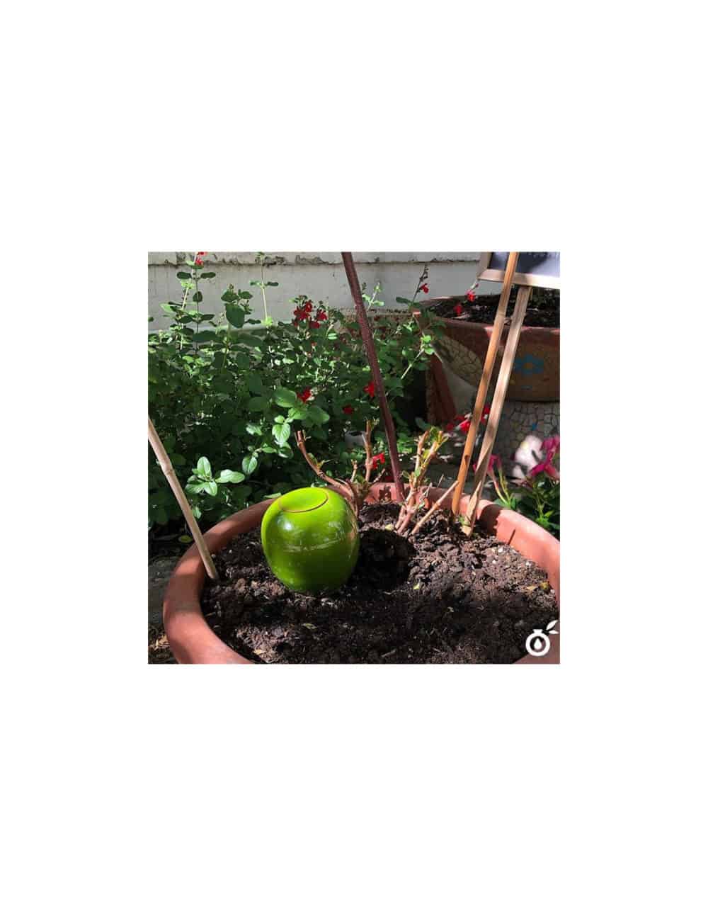 Oyas® à planter S - Vert – Image 2