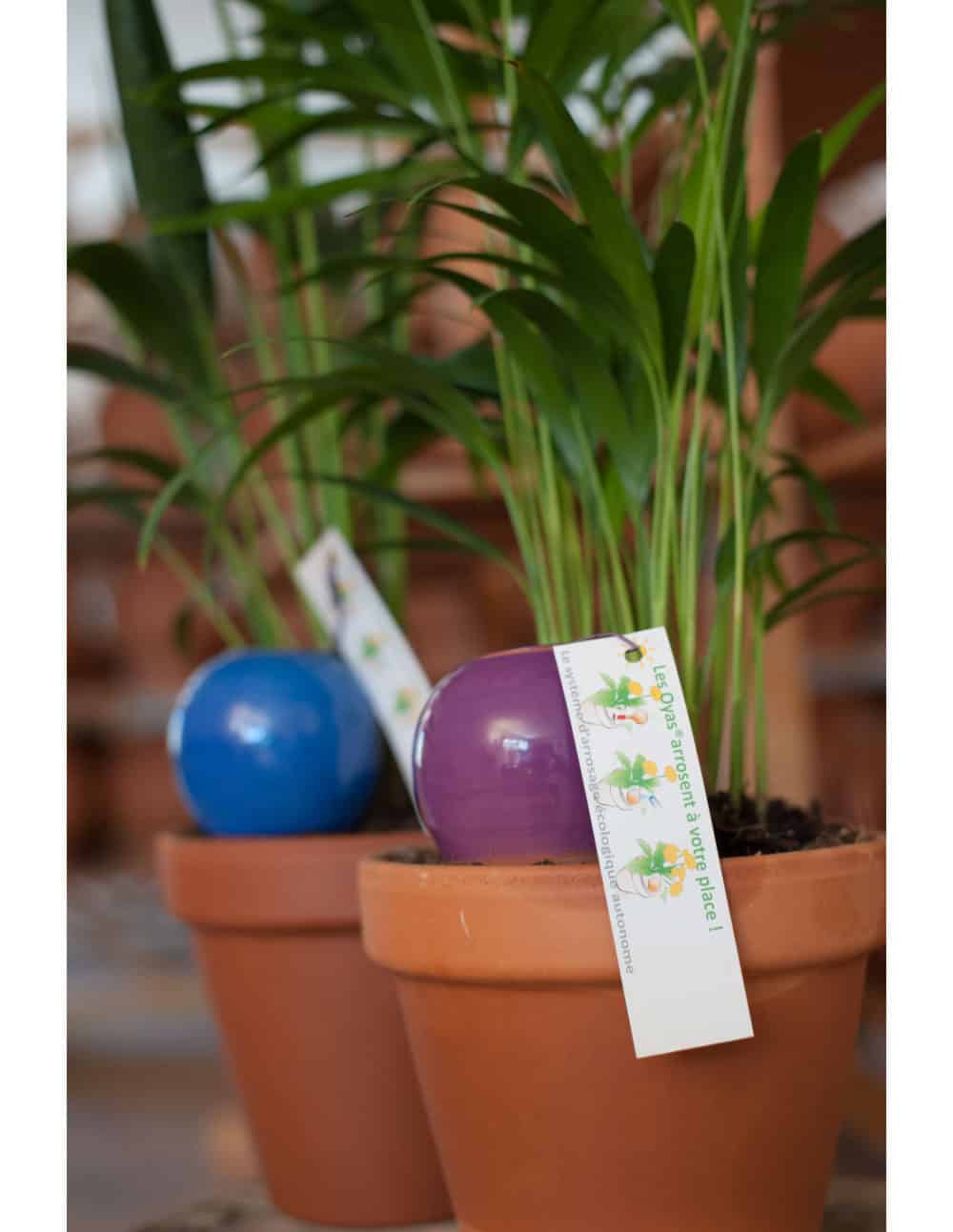 Oyas® à planter S - Violet – Image 2