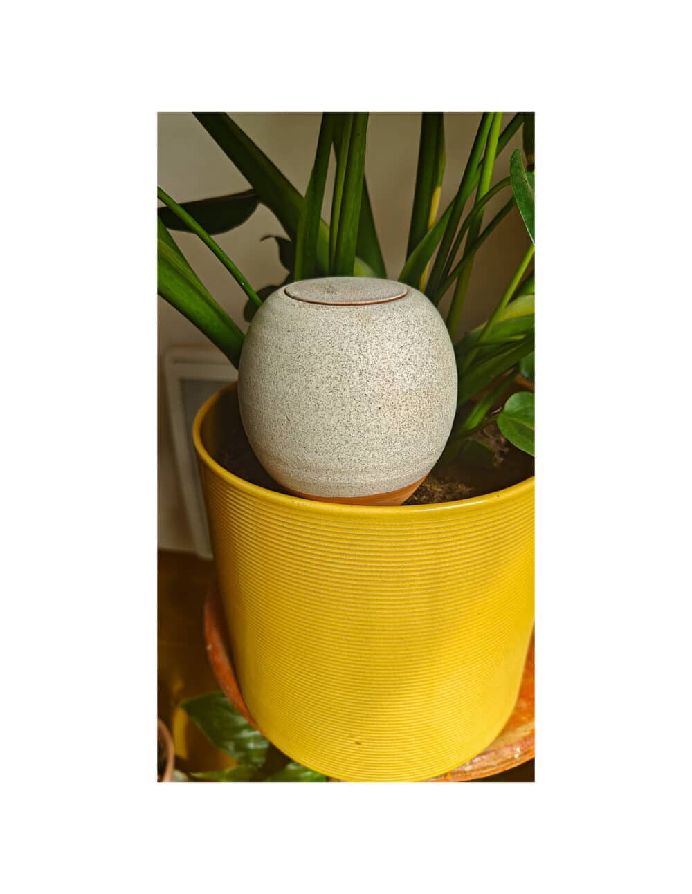 Oyas® à planter S - Vanille – Image 2