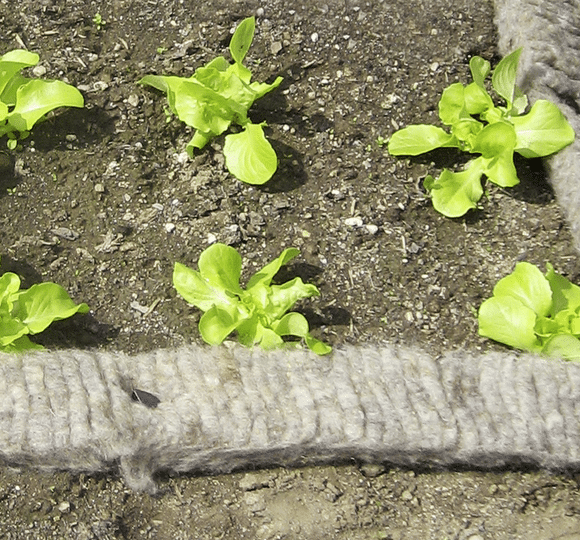 Barrière anti-limaces, nature – Image 2