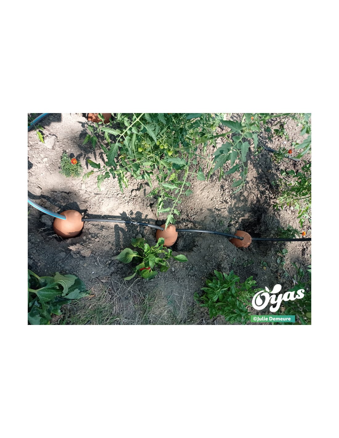 Kit tout équipé Guirland-Oyas® x 3M – Image 5